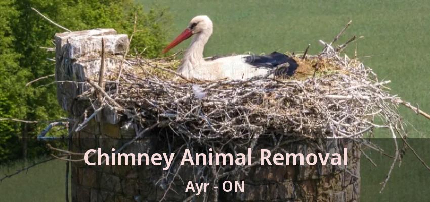 Chimney Animal Removal Ayr - ON Chimney Animal Removal Ayr - ON