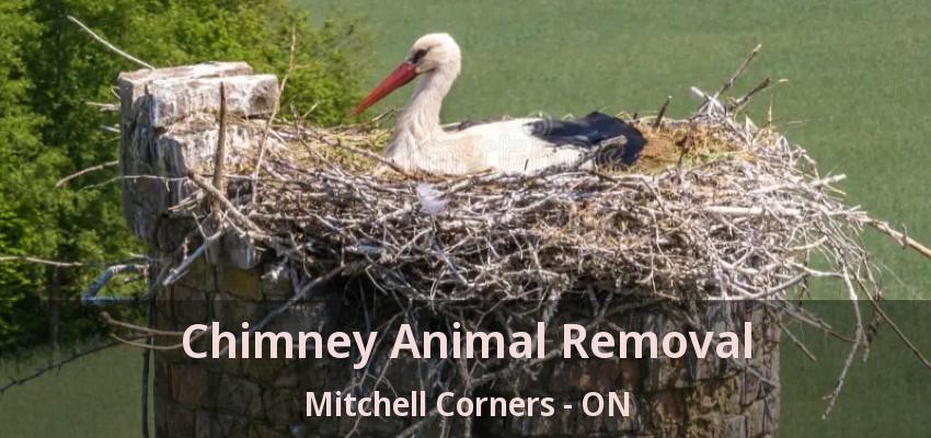 Chimney Animal Removal Mitchell Corners - ON Chimney Animal Removal Mitchell Corners - ON