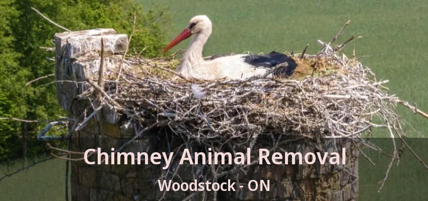 Chimney Animal Removal Woodstock - ON Chimney Animal Removal Woodstock - ON