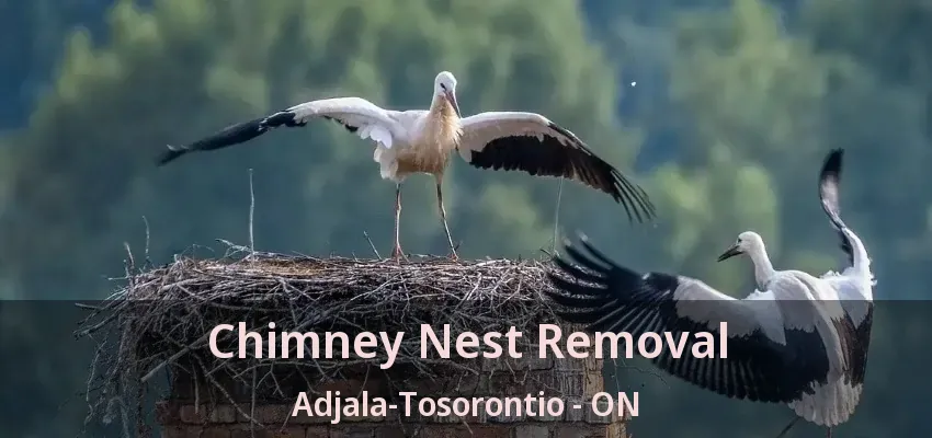 Chimney Nest Removal Adjala-Tosorontio - ON Chimney Nest Removal Adjala-Tosorontio - ON