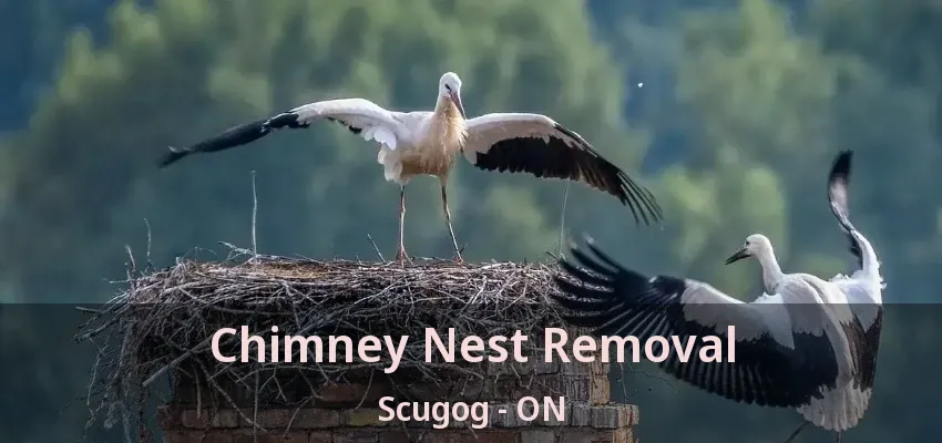 Chimney Nest Removal Scugog - ON